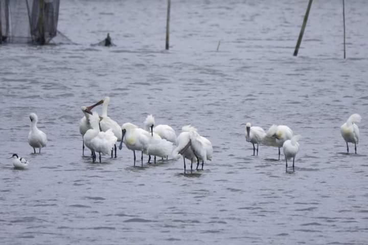 Water Bird Family Leilighet Toucheng Eksteriør bilde
